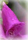 It's a foxglove, you Lynx snob, you
