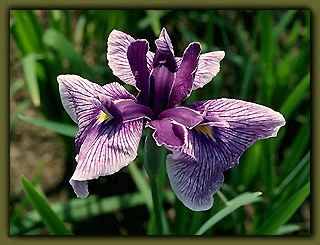 Blue iris with black border