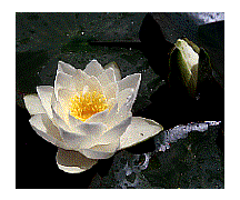 It's just a white water lily